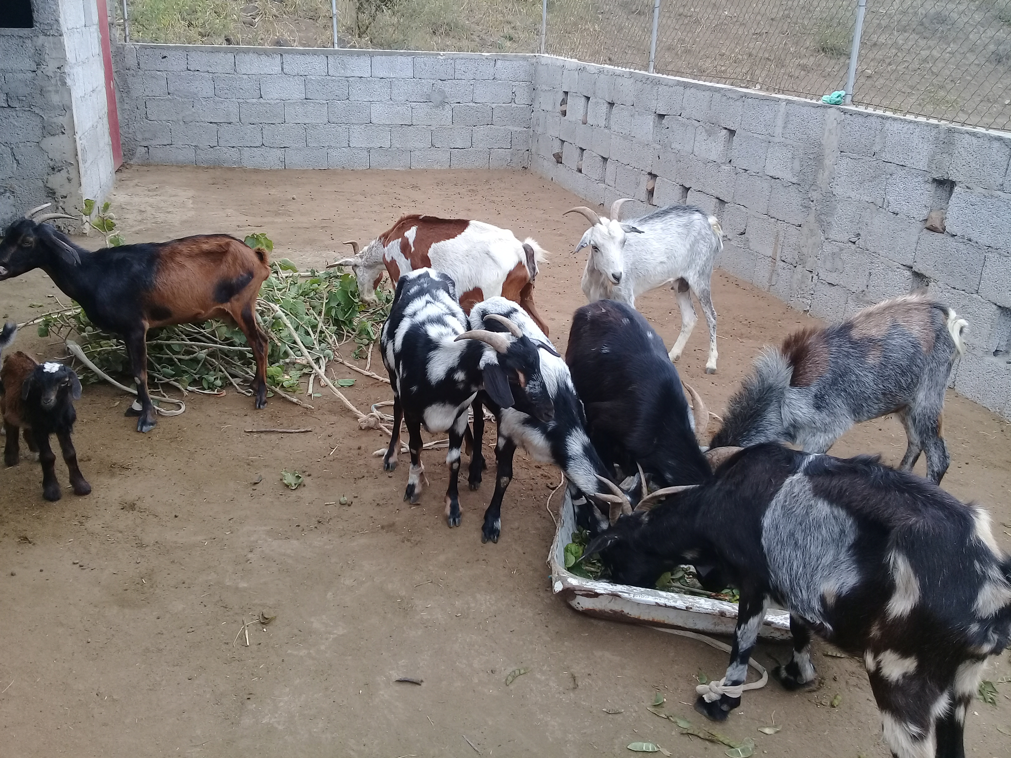 Leia mais sobre o artigo Confinamento animal, atividade enquadradas nas medidas de mitigação do mau ano agrícola pelo POSER