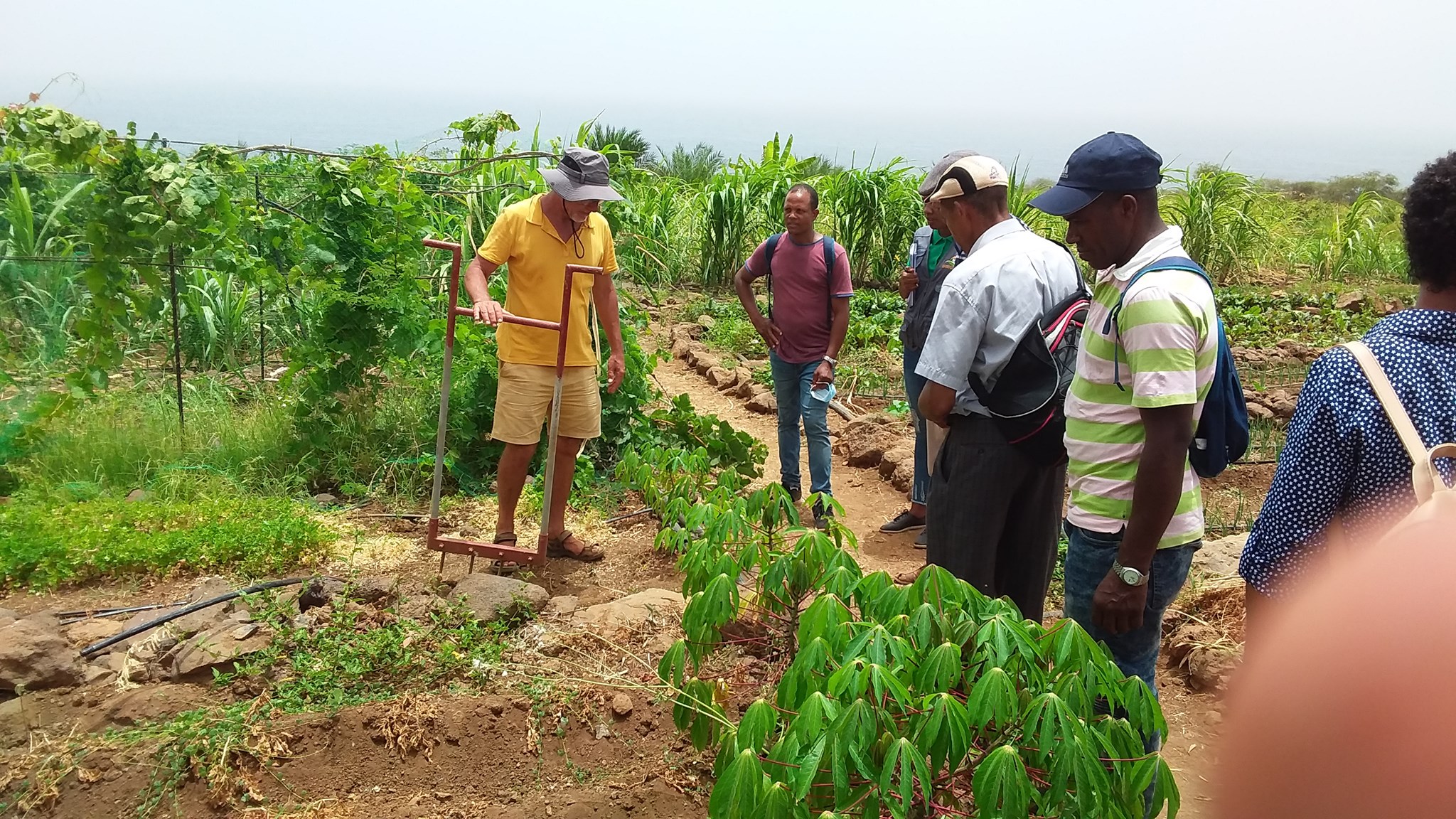 Você está visualizando atualmente Intercâmbio entre agricultores do Tarrafal de São Nicolau realizada pela Unidade Técnica- POSER