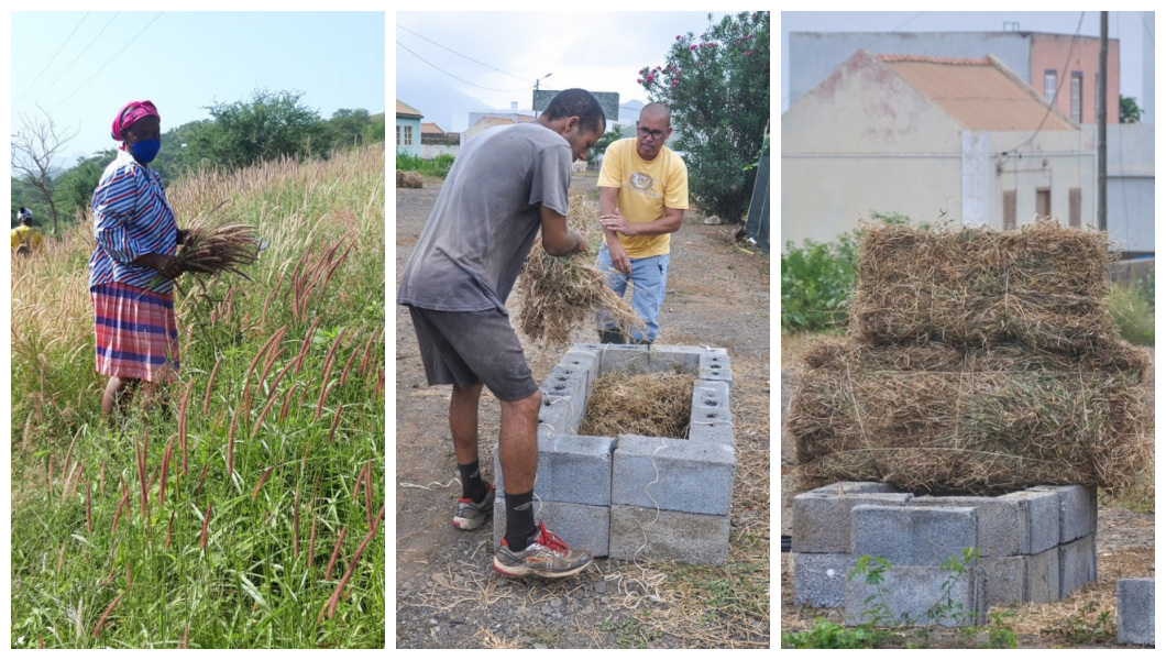 Você está visualizando atualmente Programa OPORTUNIDADES reforça capacidades dos criadores de gado das ilhas de Santiago, São Nicolau e Maio, em maneio animal e técnicas de recolha/conservação de pastos