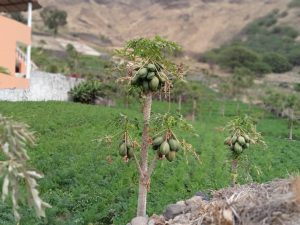 Leia mais sobre o artigo Funcionalidade Económica do Projeto Hidroagrícola de Ribeira Fria – Santo Antão