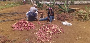 Leia mais sobre o artigo Santiago Norte: Beneficiários do projeto hidroagrícola da comunidade de Achada Grande, realizam colheita de batata-doce.
