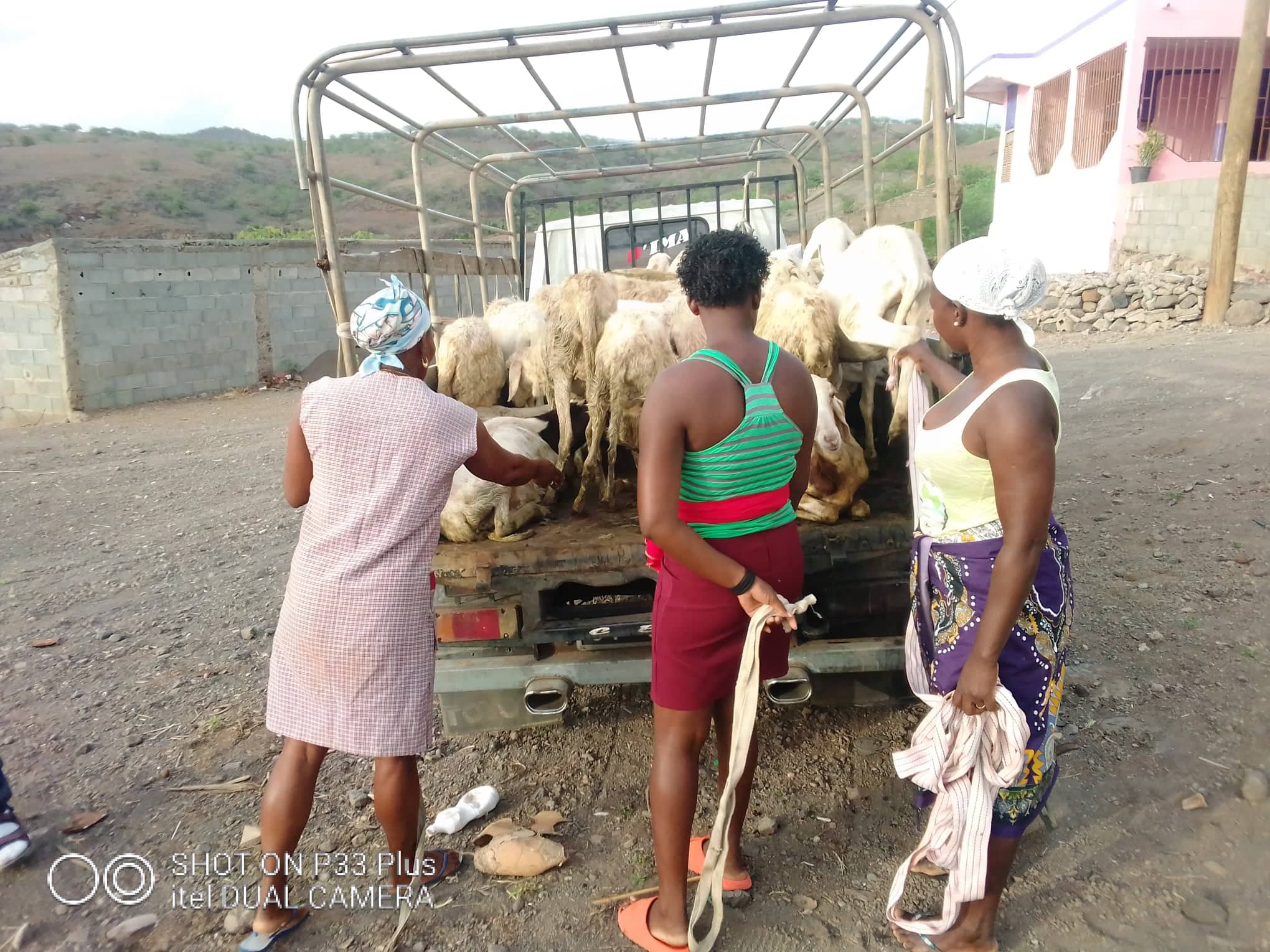Você está visualizando atualmente Santiago Centro: Entrega de ovelhas aos beneficiários do projeto de confinamento de rebanhos na localidade de Achada Leite.