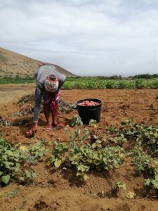 Leia mais sobre o artigo <strong>São Nicolau: Primeiras colheitas no perímetro Hidroagrícola de Praia Branca</strong>