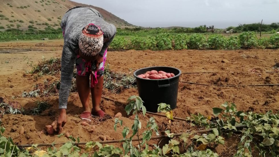 <strong>São Nicolau: Primeiras colheitas no perímetro Hidroagrícola de Praia Branca</strong>