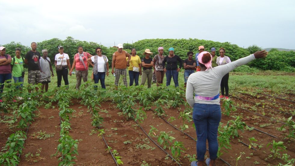 <strong>Santiago: Beneficiários do projeto hidroagrícola de Praia Branca participam em intercâmbio com agricultores de Santiago🌱🌾🍃</strong>